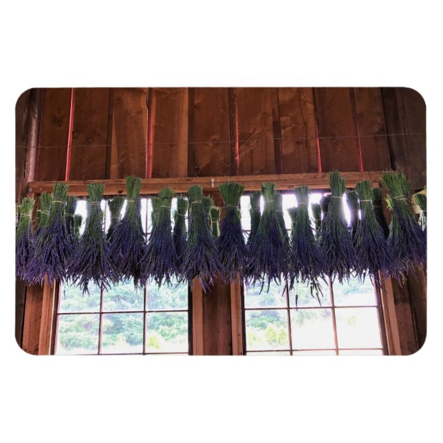 Íman Lavanda pendurada em um celeiro (Horizontal)