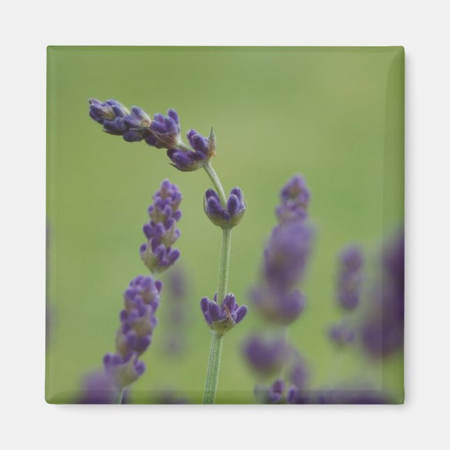 Íman Lavendar (Frente)