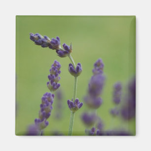 Íman Lavendar Magnet Floral
