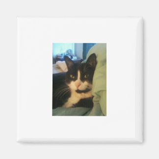 Íman Lazey Cat Magnet