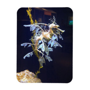 Íman Leafy Dragon Magnet