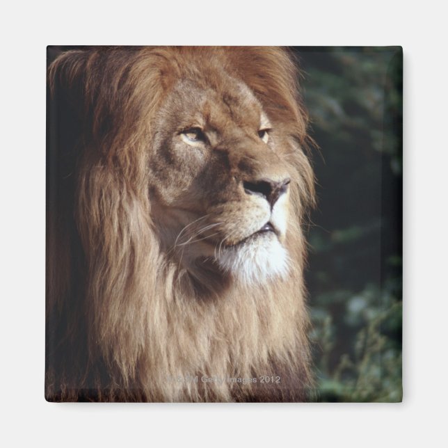 Íman leão (Frente)