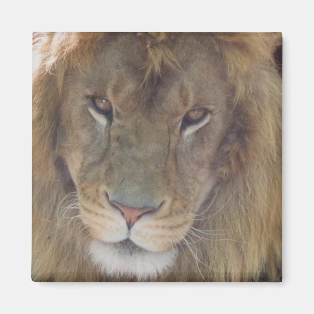 Íman Leão (Frente)