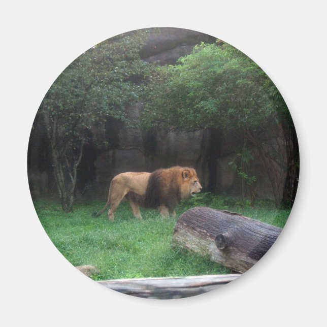 Íman Leão (Frente)