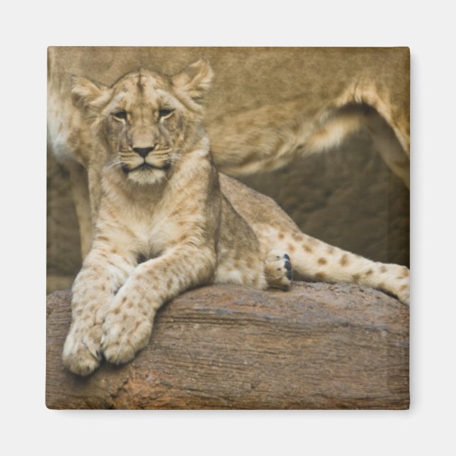 Íman Leão (Frente)