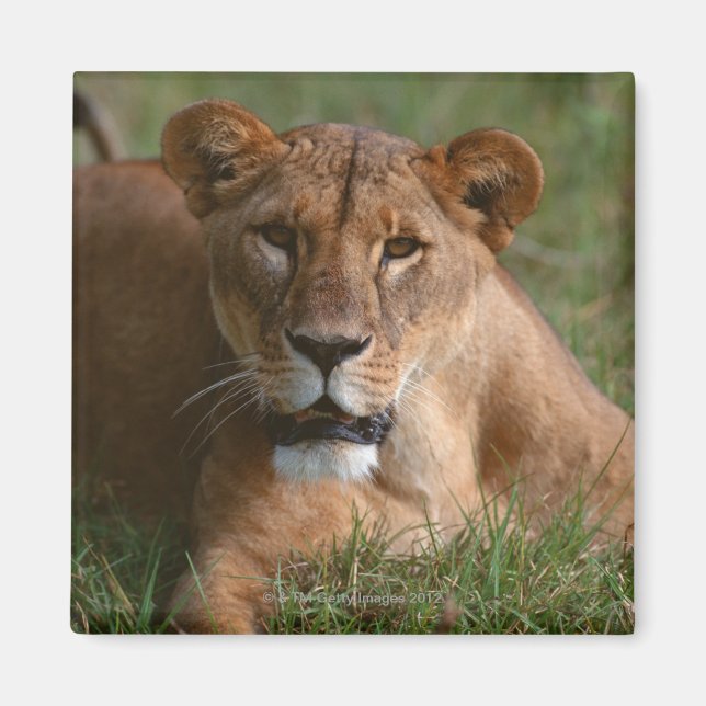 Íman Leão (Frente)