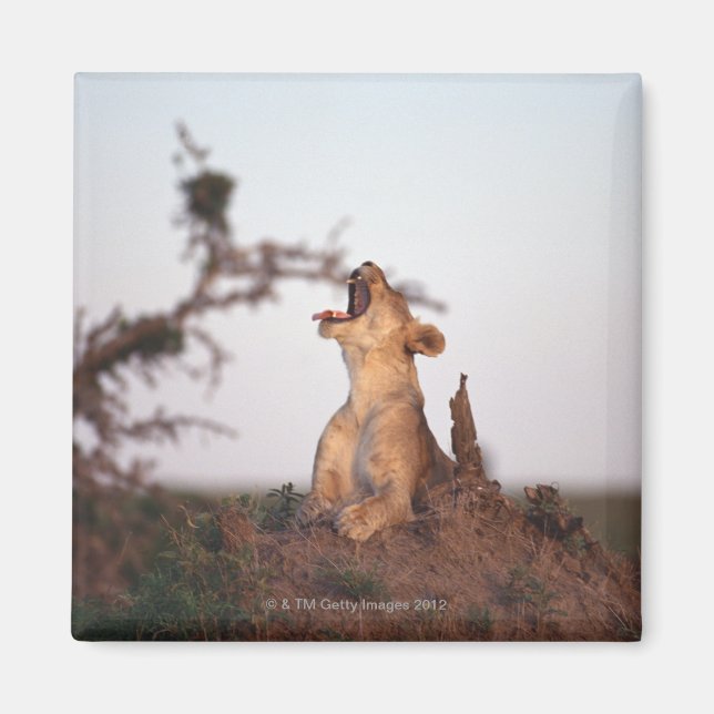 Íman Leão 7 (Frente)