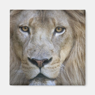 Íman Leão adulto do zoológico de Sacramento, CA