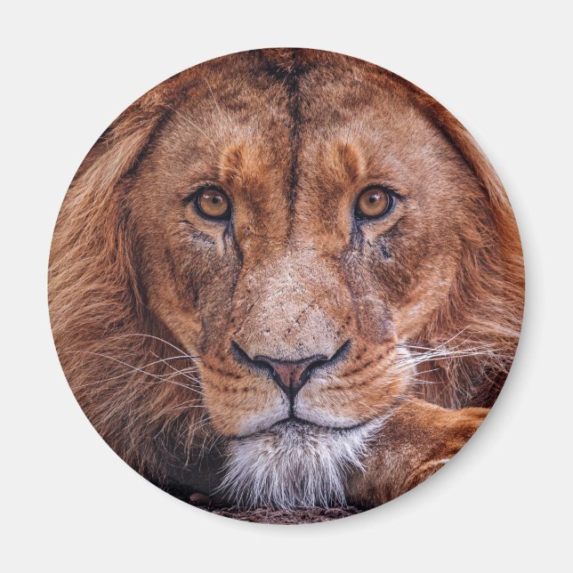 Íman Leão Africano (Frente)