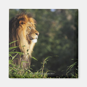 Íman Leão africano masculino no jardim zoológico em