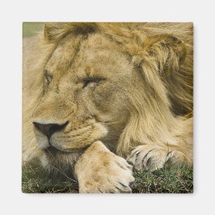Íman Leão-africano, Panthera leo, deitado dormindo