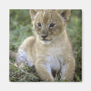 Íman leão-africano, Panthera leo), Tanzânia,