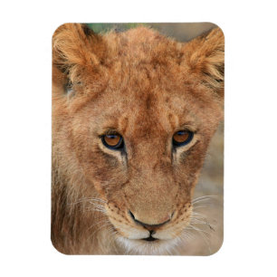 Íman Leão Cub