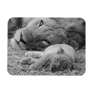Íman Leão Cub bonito que descansa com pai