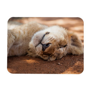 Íman Leão Cub do sono das imagens de Getty