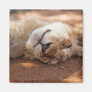 Íman Leão Cub do sono das imagens de Getty