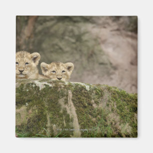 Íman Leão Cubs que espreita sobre a rocha