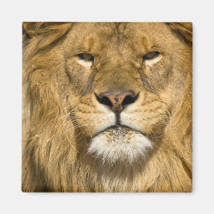 Íman Leão da Barbária Africano, Panthera leo leo, um do