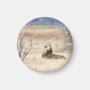 Íman Leão de bocejo