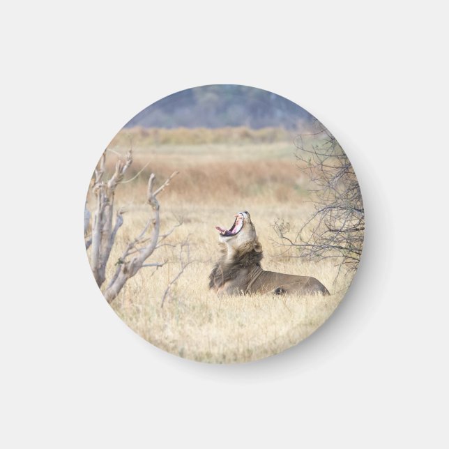 Íman Leão de bocejo (Frente)