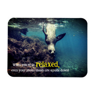 Íman Leão de mar engraçado submarino