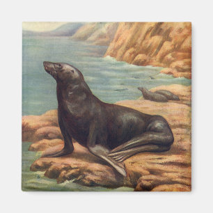 Íman Leão de mar pelo litoral, mamíferos marinhos do