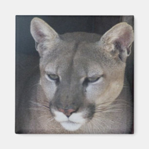 Íman leão de montanha