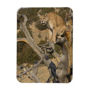Íman Leão de montanha, aka puma, puma; Concolor do