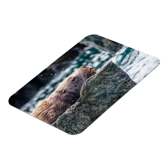 Íman Leão-Do-Mar Na Baía De Ressurreição, Alasca (Left Side)