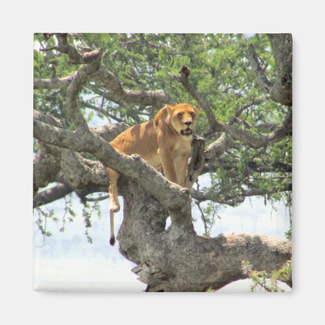 Íman leão escalador (Frente)