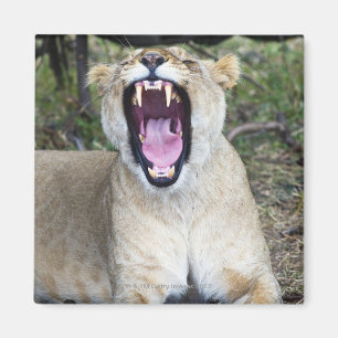 Íman Leão fêmea (Panthera leo), nacional de Mara do