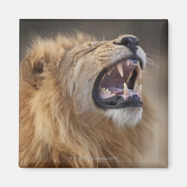 Íman Leão macho maduro (Panthera leo) no Savuti (Frente)