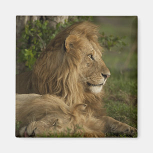 Íman Leão, Panthera leo, Lower Mara, Masai Mara GR,