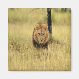 Íman Leão (Panthera leo) que anda em uma floresta,