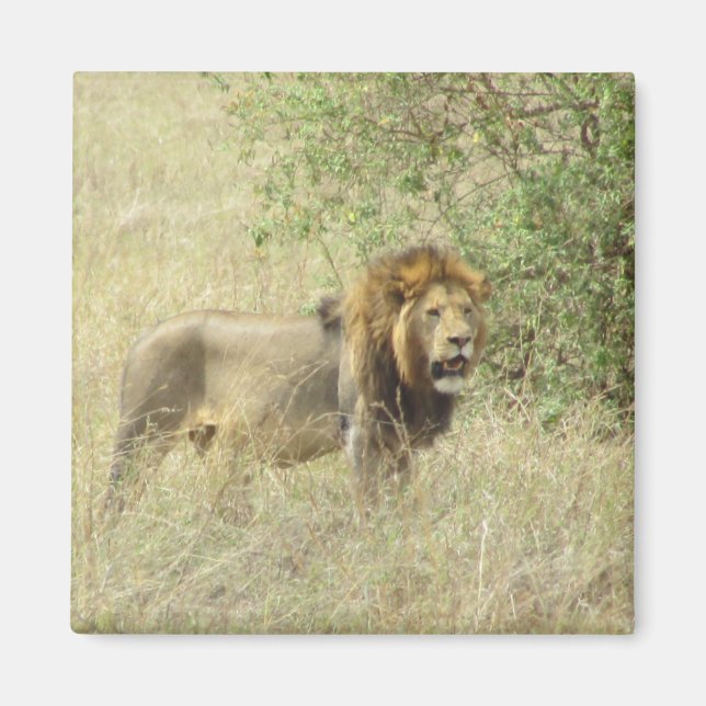 Íman leão regal (Frente)