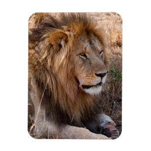 Íman Leão Reserva Nacional Maasai Mara, Quênia