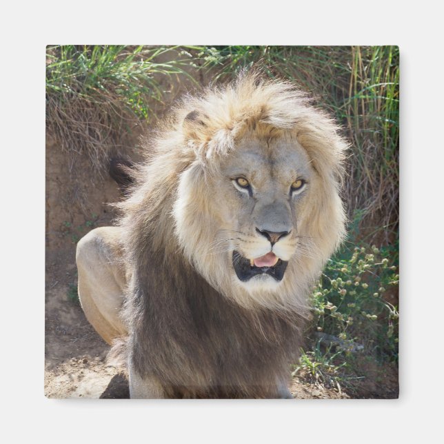 Íman Leão sentado nas rochas (Frente)