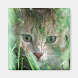 Íman Legenda da selva