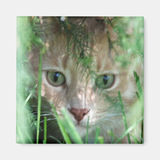 Íman Legenda da selva (Frente)