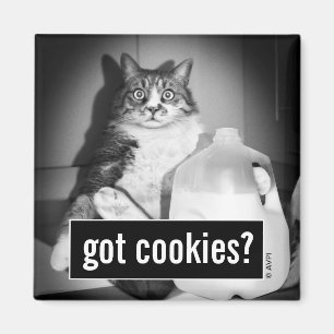 Íman Leite De Bebendo De Gato De Jug