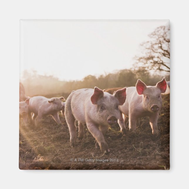 Íman Leitões em Barnyard (Frente)