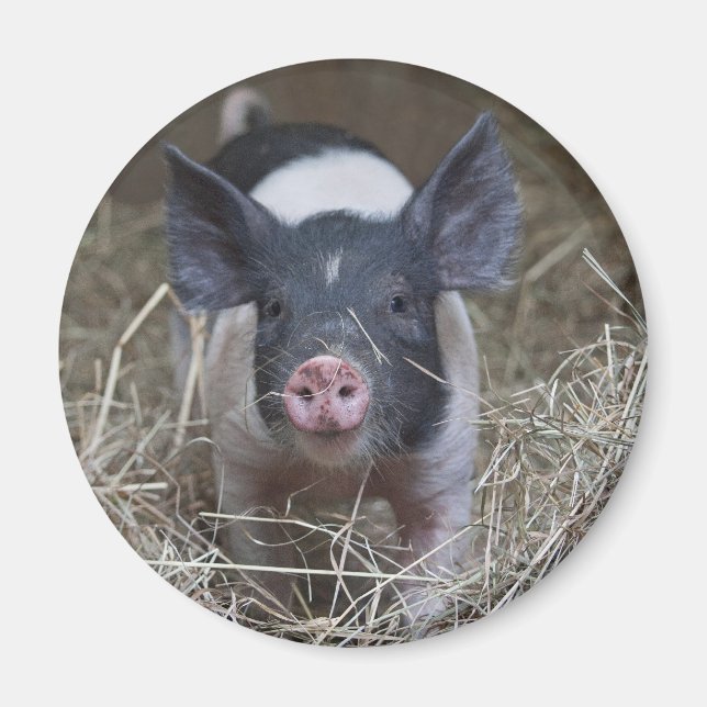 Íman Leitura em palha (Frente)