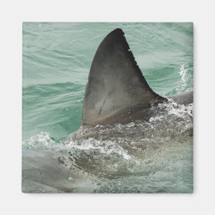 Íman Leme dorsal de um grande tubarão branco