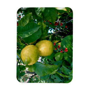 Íman Lemons amarelos com Berries vermelhos