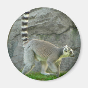Íman Lemur