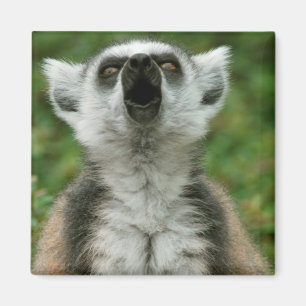 Íman Lemur Anel-Atado