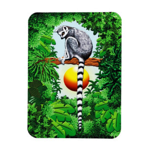Íman Lemur de Madagascar