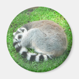 Íman Lemur do sono na grama
