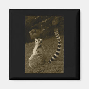 Íman Lemur Tail Valencia Tint Vinheta Vertical