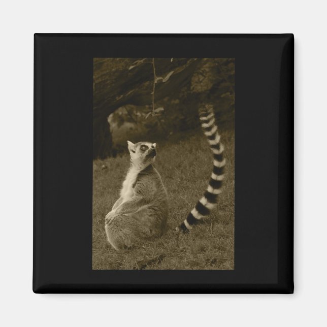 Íman Lemur Tail Valencia Tint Vinheta Vertical (Frente)